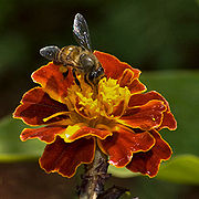 A. cerana in India