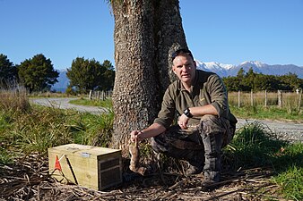 Dion Arnold with a stoat caught in a pest control trap