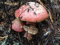 Boletus pulcherrimus