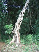 A strangler fig. The supporting tree, now dead, can also be seen