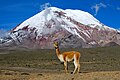 Vicuña en las faldas del punto más cercano al Sol, el volcán Chimborazo del Ecuador. Por Dabit100.