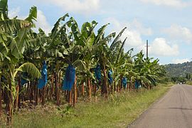 Banánültetvény (Saint Lucia)