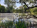 Ooibos bij een kolk van de Nederrijn (Nederland)