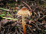 kostanjasti dežniček (Lepiota castanea)