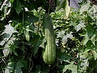 ヘチマ Luffa cylindrica