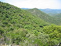 Bewaldete Hügel im Massif des Maures