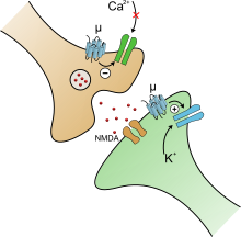 Opioid receptor