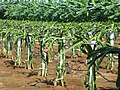 Plantation in Naozhou Island