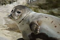 Common Seal (Phoca vitulina)