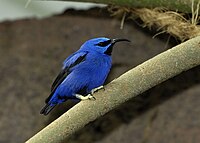 Purple Honeycreeper (male)