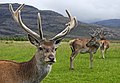 El ciervo común, ciervo rojo "ciervo colorado" o venado (Cervus elaphus) es una especie de ciervo ampliamente distribuida por el Hemisferio Norte. Se han documentado unas 27 subespecies distintas con un rango de distribución que se extiende desde el Magreb, la península ibérica y Gran Bretaña hasta gran parte de América del Norte, que se diferencian entre sí por el tamaño, longitud y color del pelo y forma de las cuernas. Por antecessor.