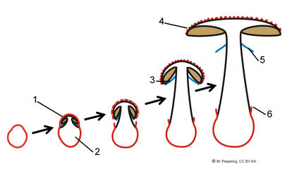 Rozwój owocnika: 1 – osłona całkowita, 2 – młody owocnik, 3 – osłona częściowa, 4 – łatki na kapeluszu, 5 – pierścień, 6 – pochwa
