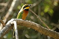 Cinnamon-chested Bee-eater