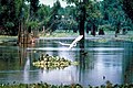 Image 39French Acadians, who came to be known as Cajuns, settled in southern Louisiana, especially along the banks of its major bayous. (from Louisiana)