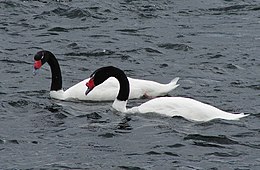 Juodakaklės gulbės (Cygnus melancoryphus)