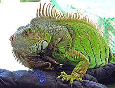 Iguana iguana