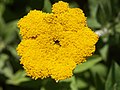 Helichrysum umbraculigerum.