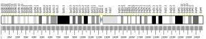 Chromosome 1 (human)