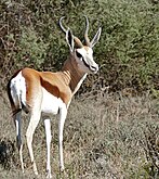 Springbok