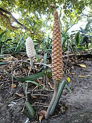 male cone (right)