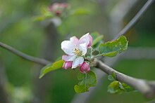 Photo de fleur de reine des reinettes