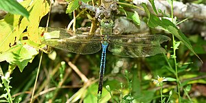 Common green darner (Anax junius), male, Liberty County