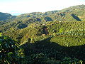 Coffee fields Quebrada Honda de Tarrazu