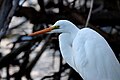 At Waikanae lagoon, New Zealand