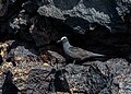 Anous stolidus galapagensis, îles Galápagos, l'Équateur