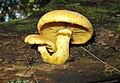 Gymnopilus luteus