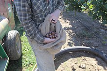 Hazelnuts_Oregon_State