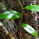 Petermannia cirrosa vine, growing in Australia