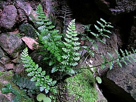 Asplenium cimmeriorum