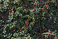 Creeping cotoneaster (Cotoneaster adpressus)