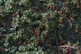 Cotoneaster adpressus.