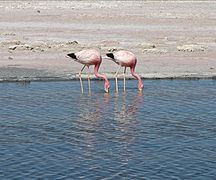 Flamencs andins