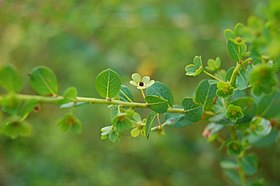 Andrachne phyllanthoides