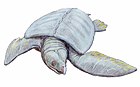 不朽古巨龟（Archelon ischyros）