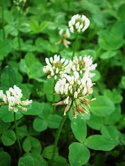 Baltasis dobilas (Trifolium repens)