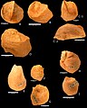 Several oysters, possibly Pycnodonte vesicularis, from the Menuha Formation.