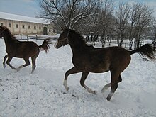 Jeunes chevaux courant vus de profil.