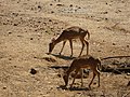 Spotted Deer