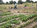 Potager scolaire à l'école de Komsilga