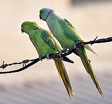 Paro de kolumpapagoj (Psittacula krameri) en subŝtato Harjano de Bharato.