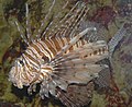 Peştele-leu roşu (Pterois volitans)