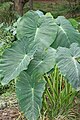 Image 9The taro (saonjo in Malagasy) is, according to an old Malagasy proverb, "the elder of the rice" (Ny saonjo no zokin'ny vary), and was also a staple diet for the proto-Austronesians (from History of Madagascar)