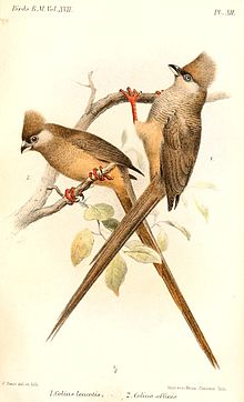 Brunmusfugl, Colius striatus Illustarsjon Joseph Smit, 1886