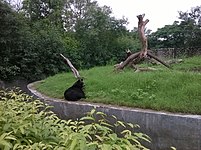 Asian black bear