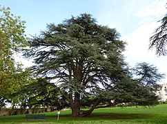 Cèdre bleu de l'Atlas, parc Daupeley.