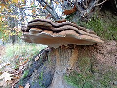 Paddestoelen op de Leusderheide 2019